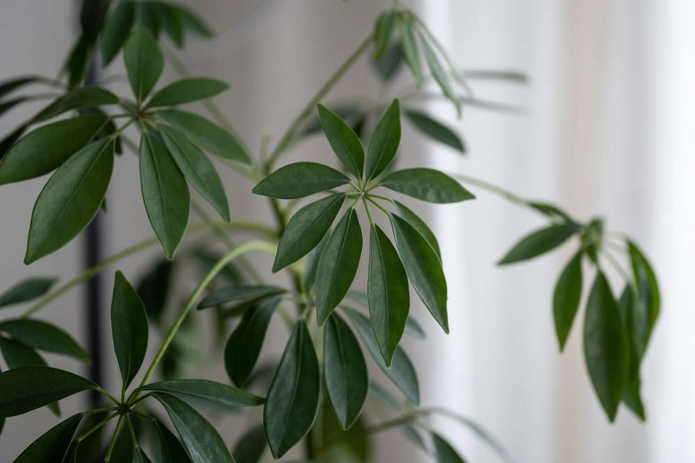 propagate schefflera