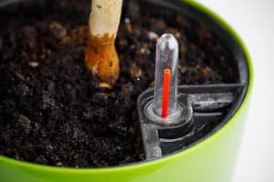 Problems With Self-Watering Pots