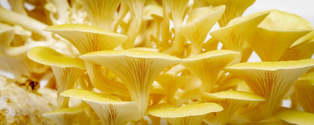 harvesting oyster mushrooms