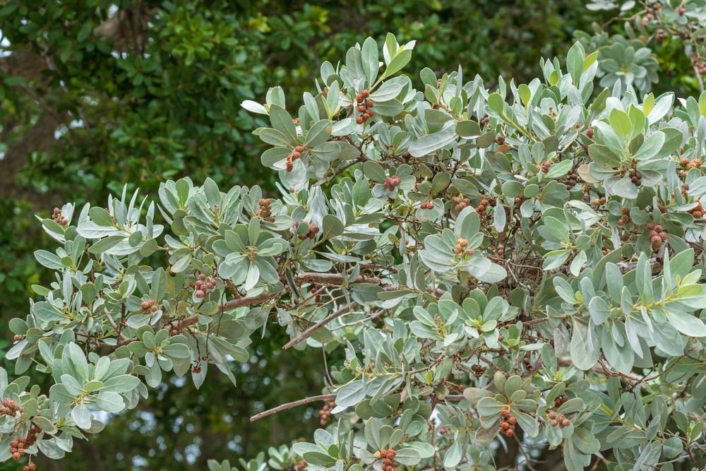 silver buttonwood