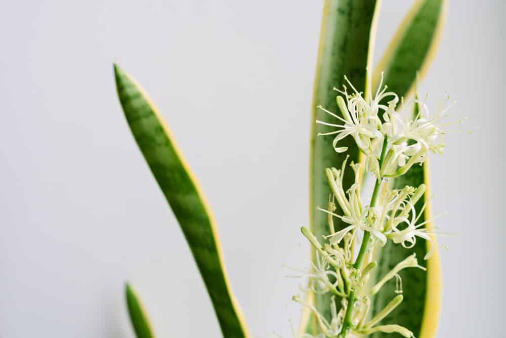 snake plant flower