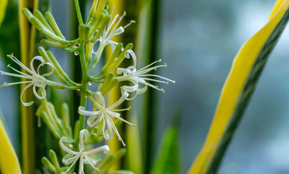 snake plant flower