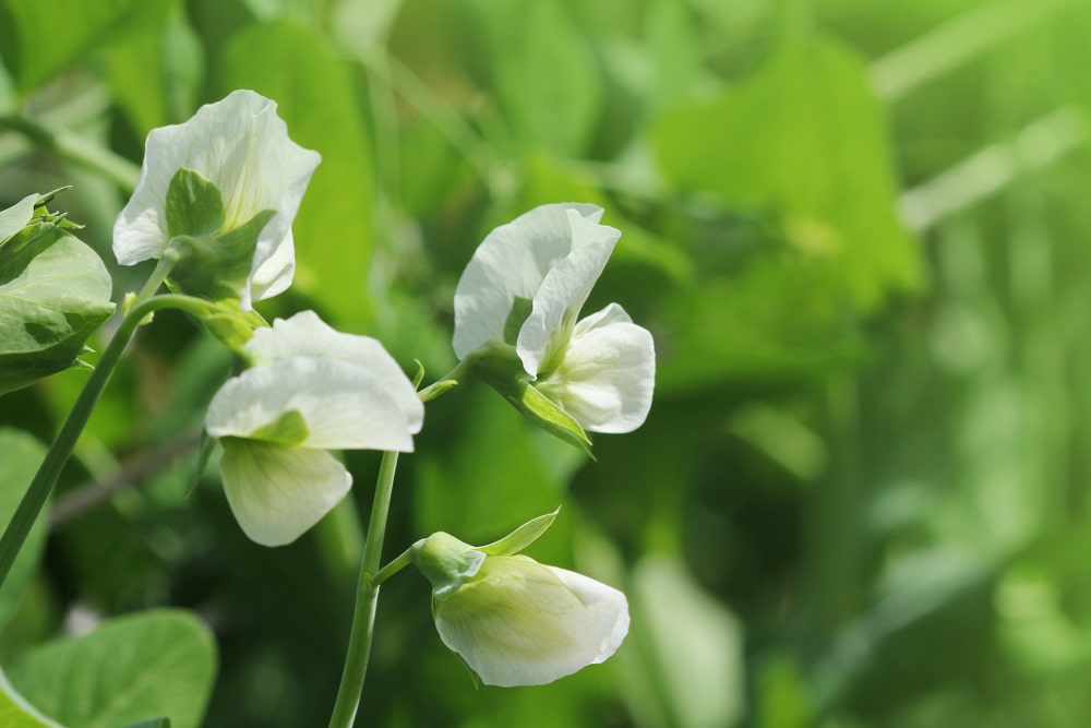 snap peas flowering