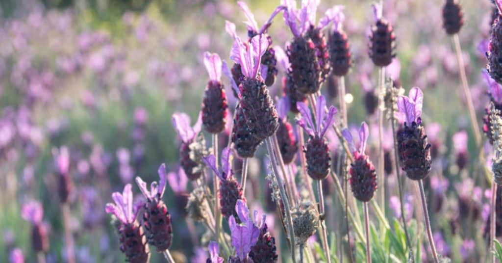 Spanish Lavender Growth and Care Guide GFL Outdoors