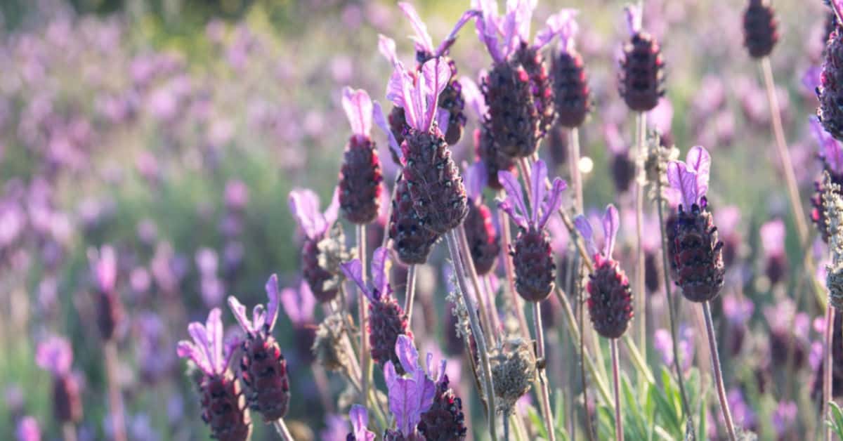 spanish lavender