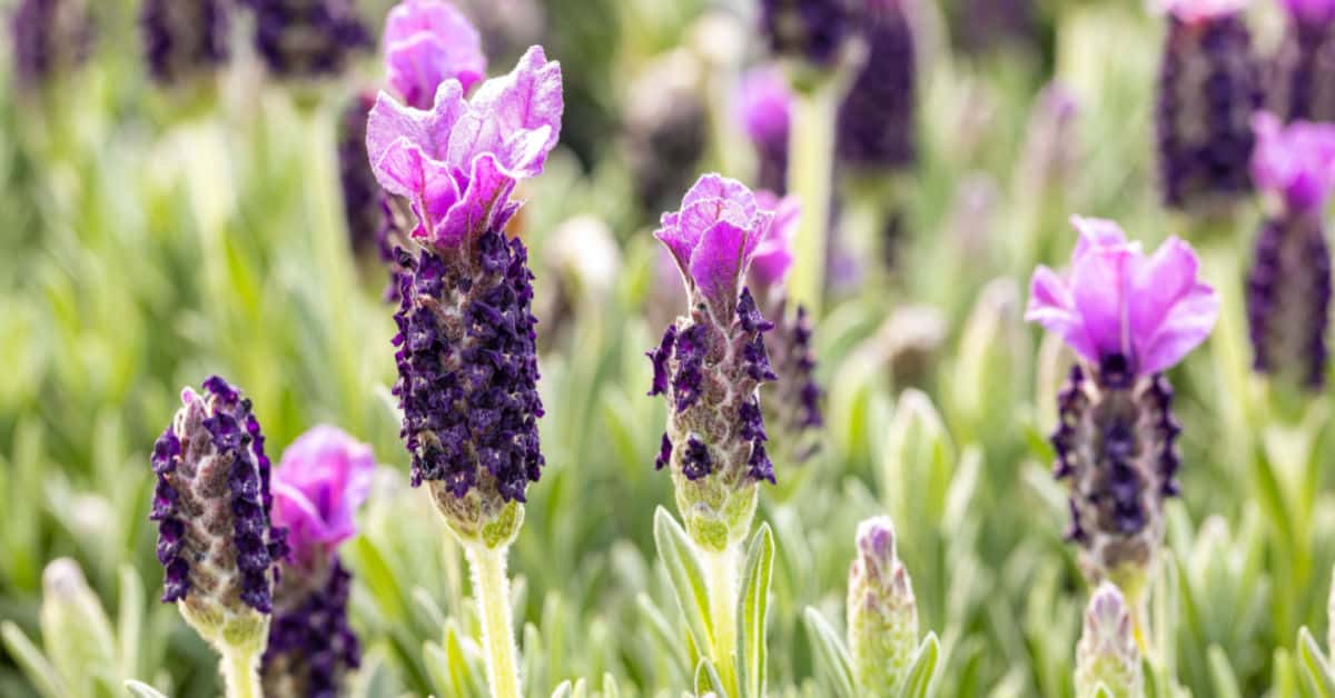 spanish lavender