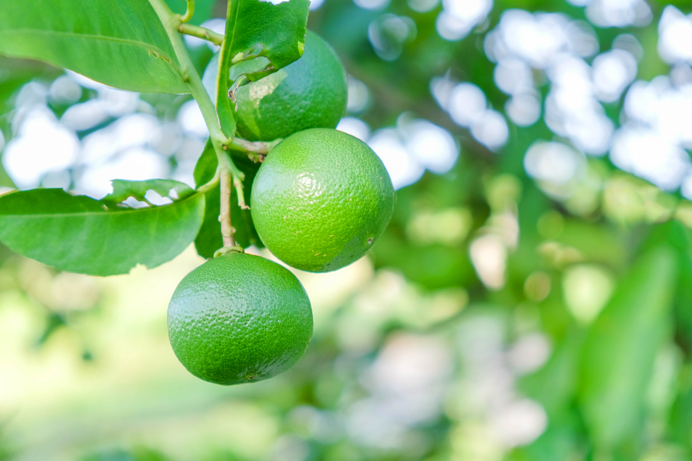 Florida Lime Tree