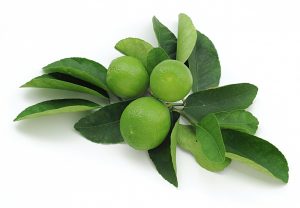 Florida Lime Tree