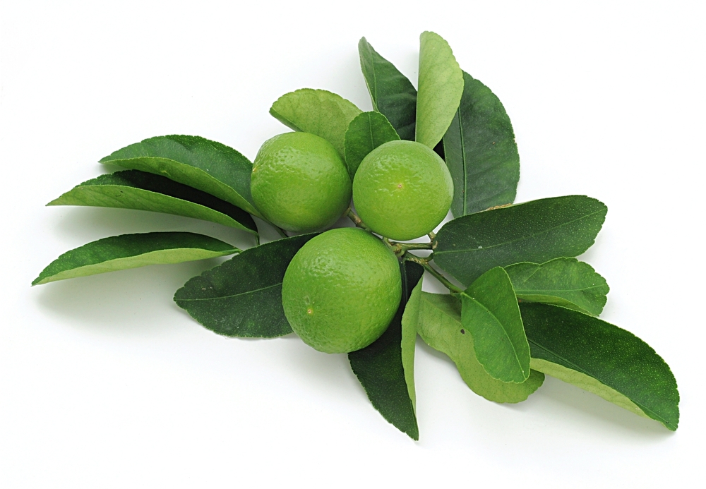 spanish lime tree