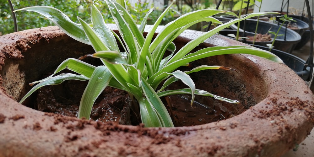 spider plant outdoors