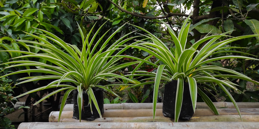 spider plant outdoors