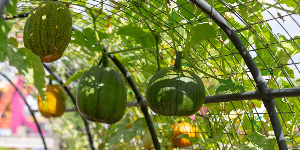 does squash need a trellis