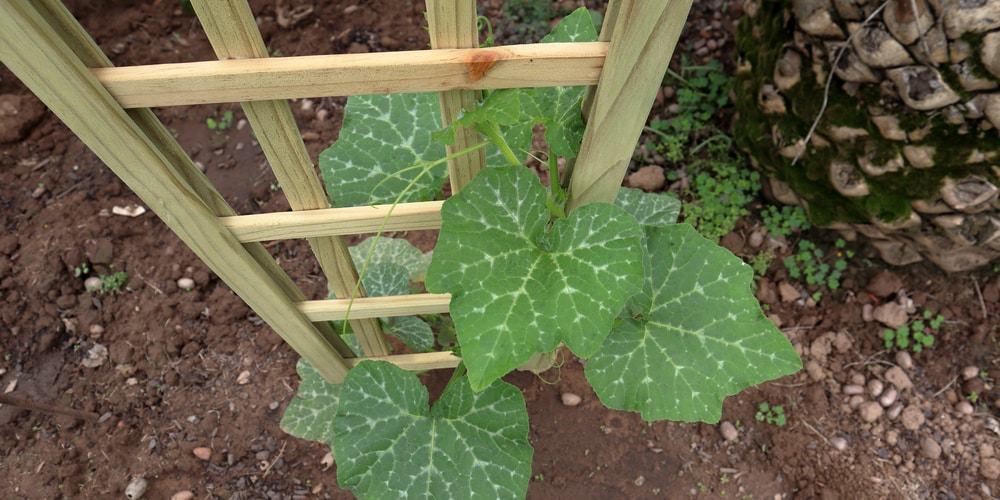 does squash need a trellis