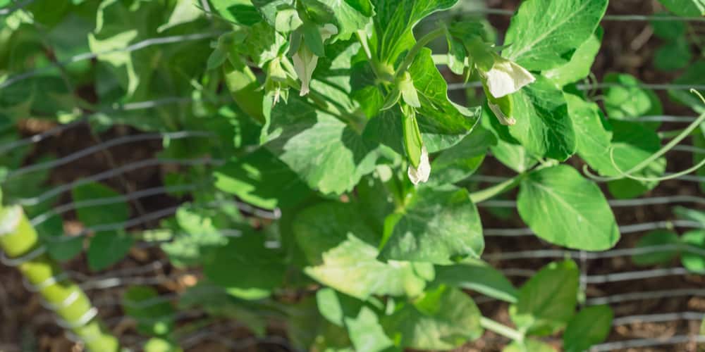 harvest peas (when to pick peas)