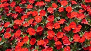 How Many Sunpatiens per Pot