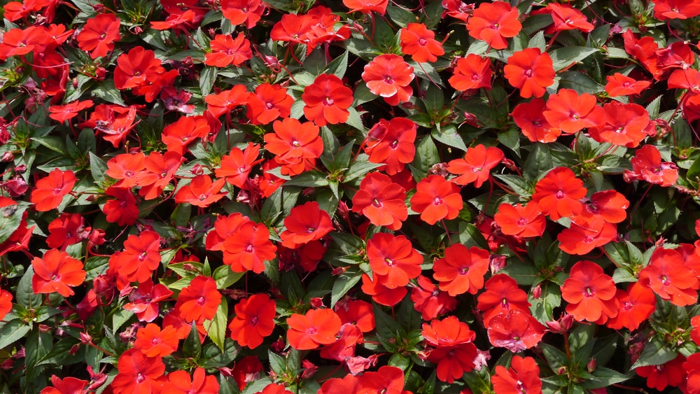 How Far Apart to Plant Sunpatiens