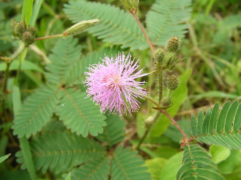 sunshine mimosa