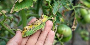 tomato leaves are yellowing