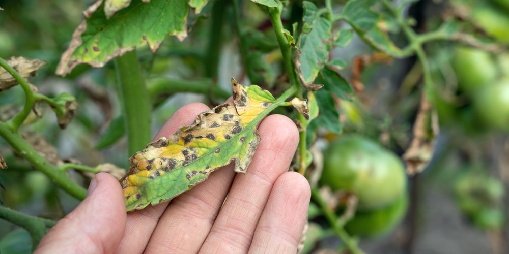 tomato leaves are yellowing