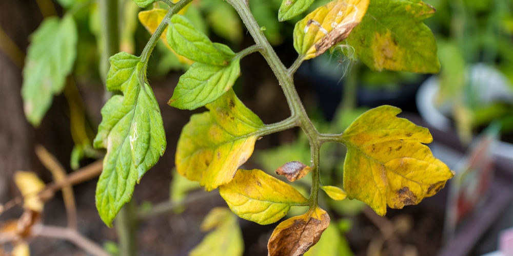 tomato leaves are yellowing