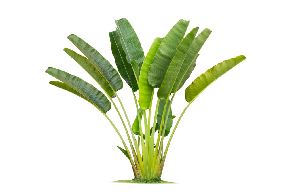 Plants That Look Like Palm Trees