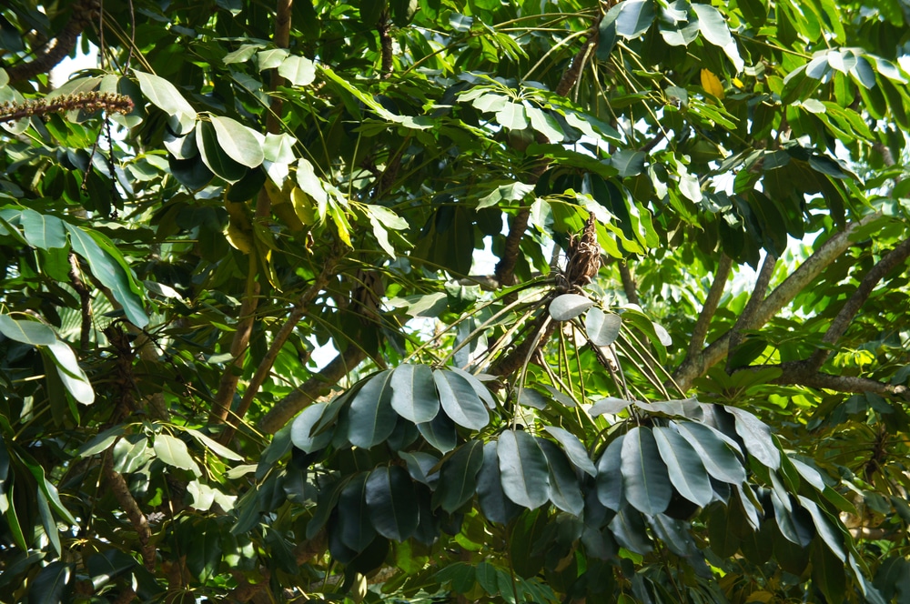 tupidanthus calyptratus