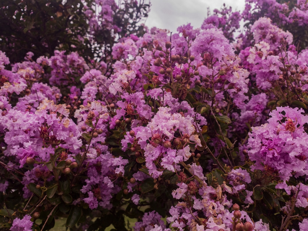 Purple Flowering Spring Trees