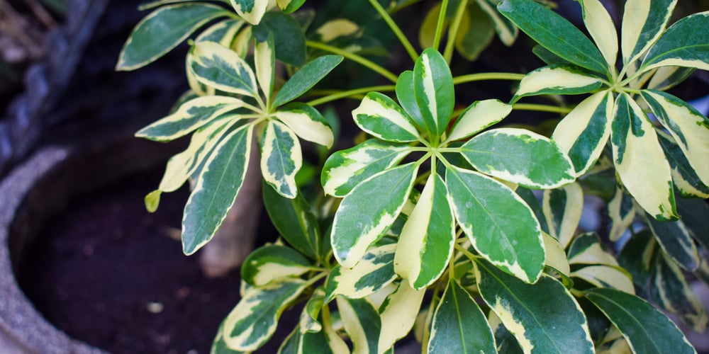 umbrella plant leaves turning brown