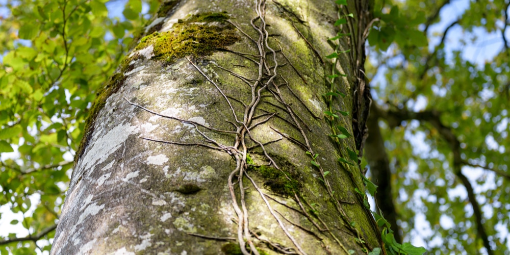 do vines kill trees