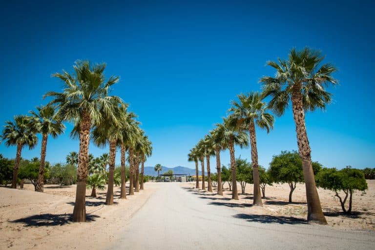 Washingtonia Palm Care Everything You Need to Know