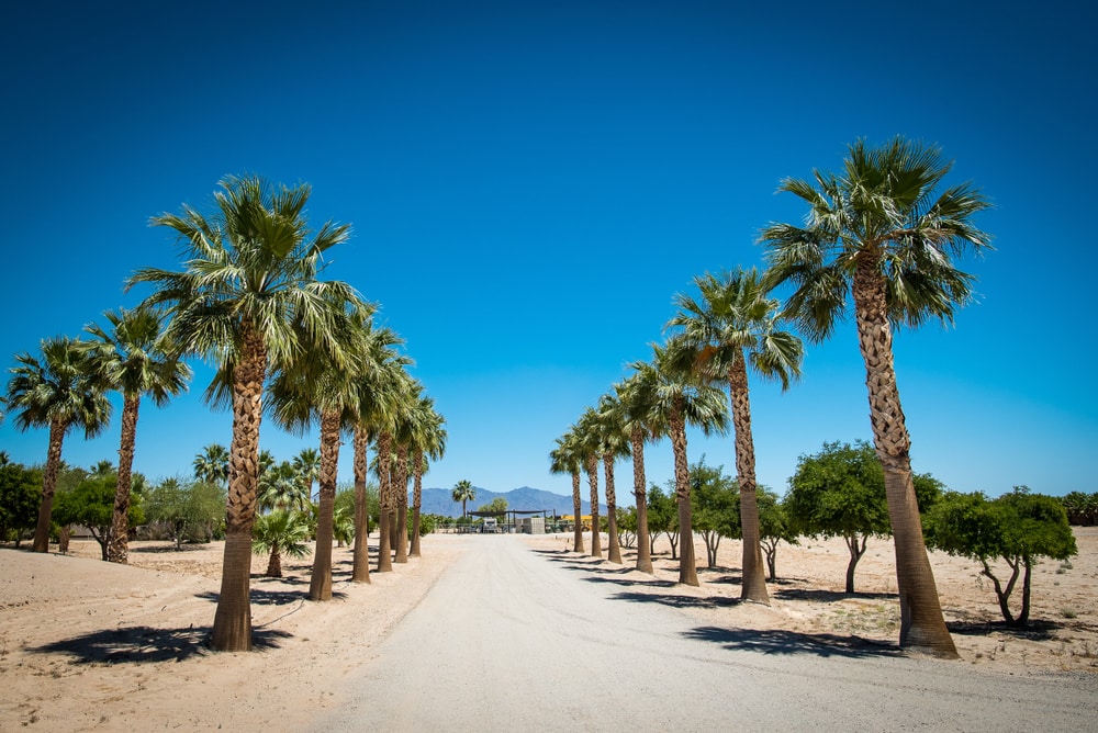 how deep are palm tree roots