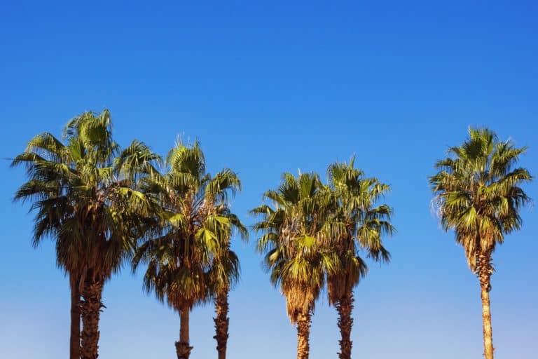 Washingtonia Palm Care Everything You Need to Know