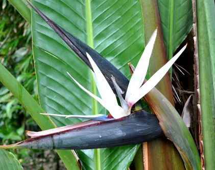 White Bird of Paradise