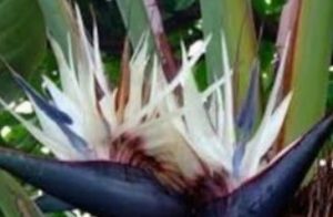 White Bird of Paradise