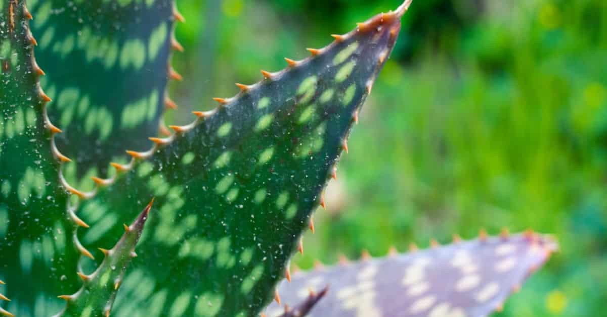 White Spots on Aloe Plant