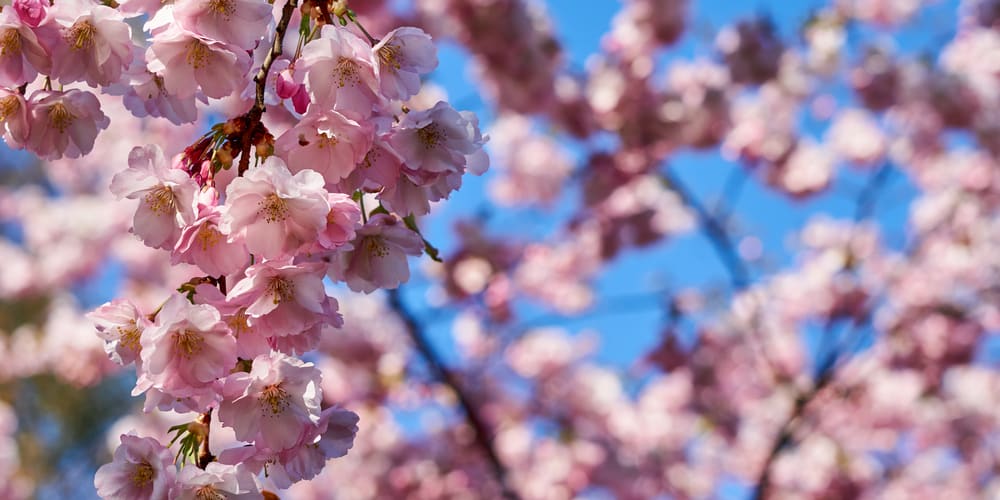 Flowering Trees in Idaho