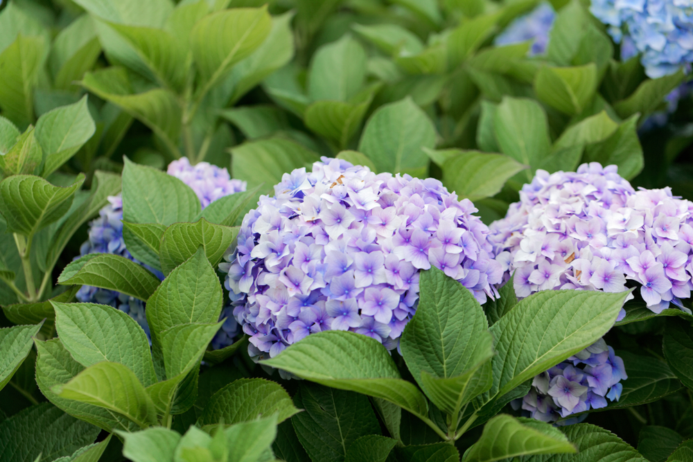 What Side of the House Do You Plant Hydrangeas?