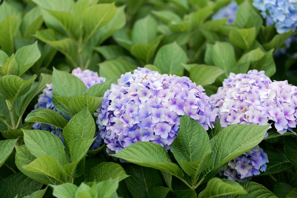 zebra hydrangea