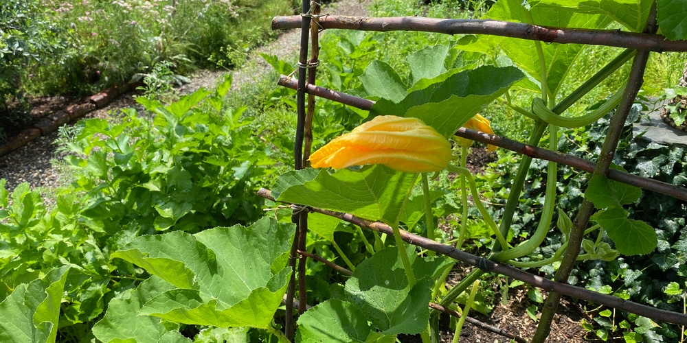 Why Are My Zucchini Short and Fat?