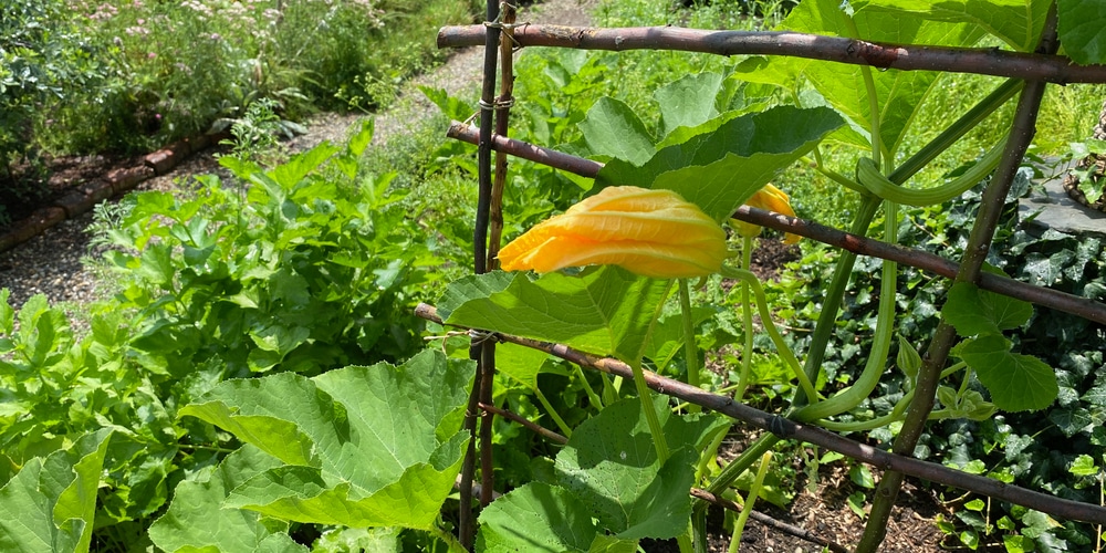 does zucchini need a trellis 