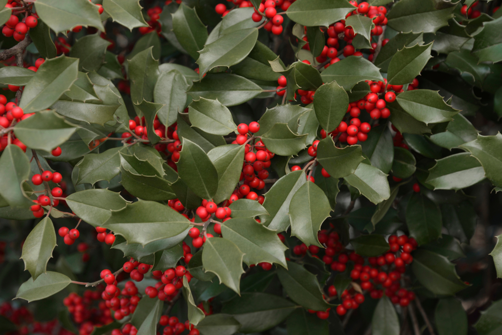 Trees With Red Berries in Winter