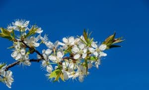 Plum Tree Bloom