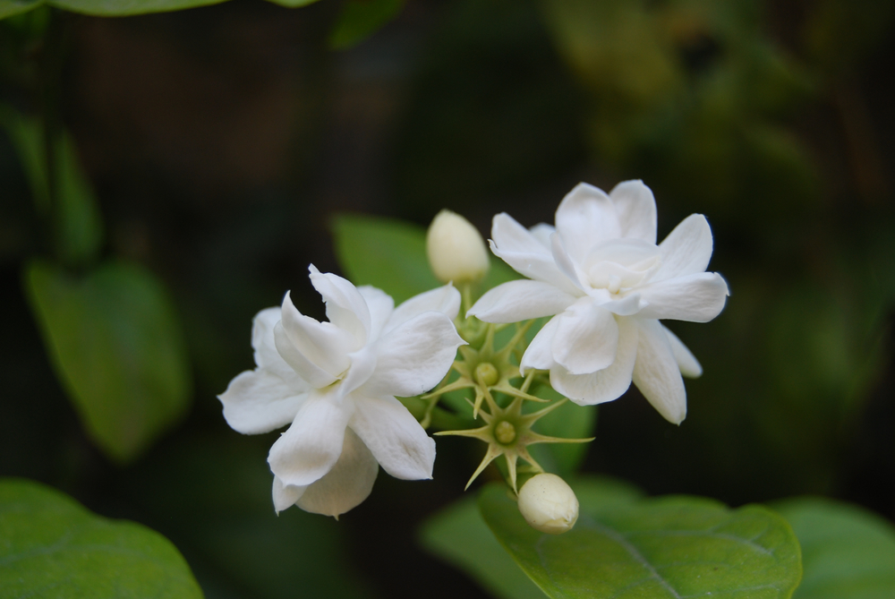 What Does Jasmine Flower Symbolize?