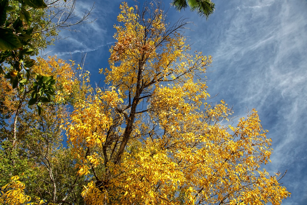 Arizona Shade Trees