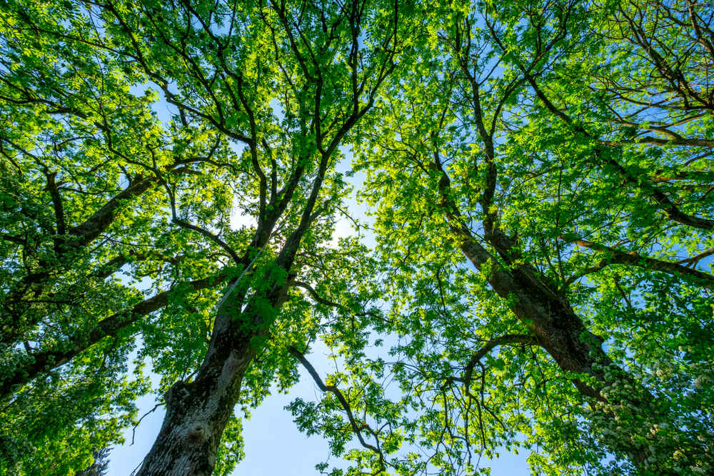 How Fast Do Ash Trees Grow?