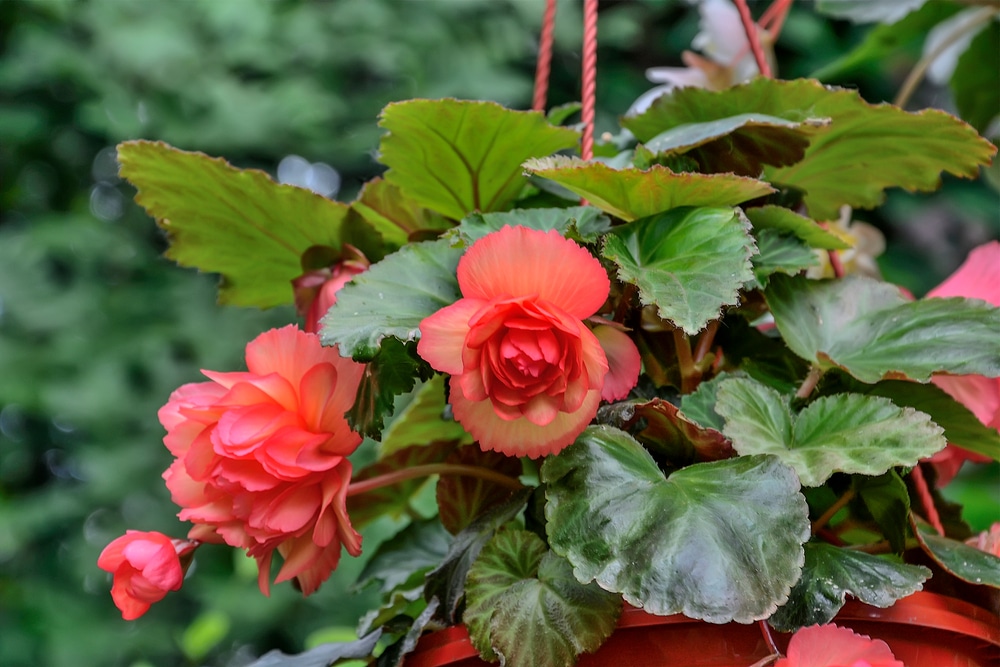 Begonia Tuberhybrida