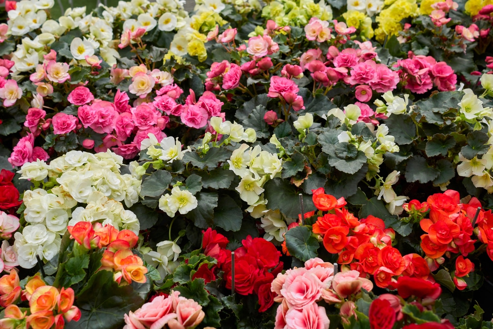 Begonia Tuberhybrida