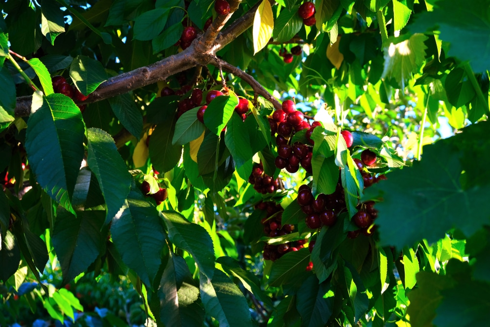 Trees That Grow Well in Albuquerque