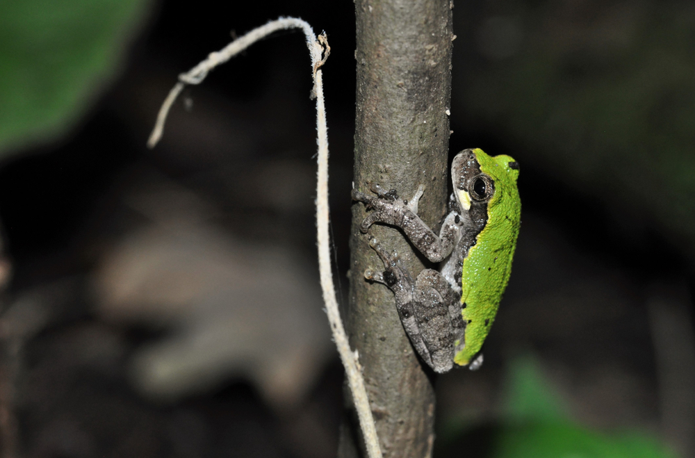 Tree Frogs in Missouri