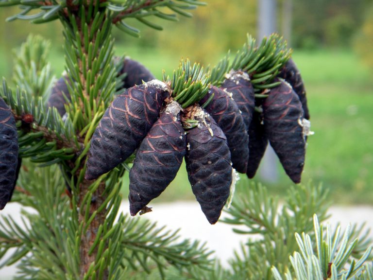 Spruce Trees in Michigan 5 Common Varieties GFL Outdoors